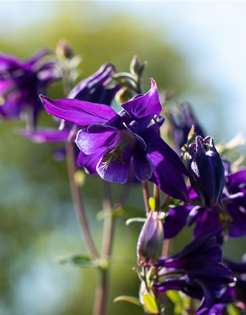 Aquilegia vulgaris