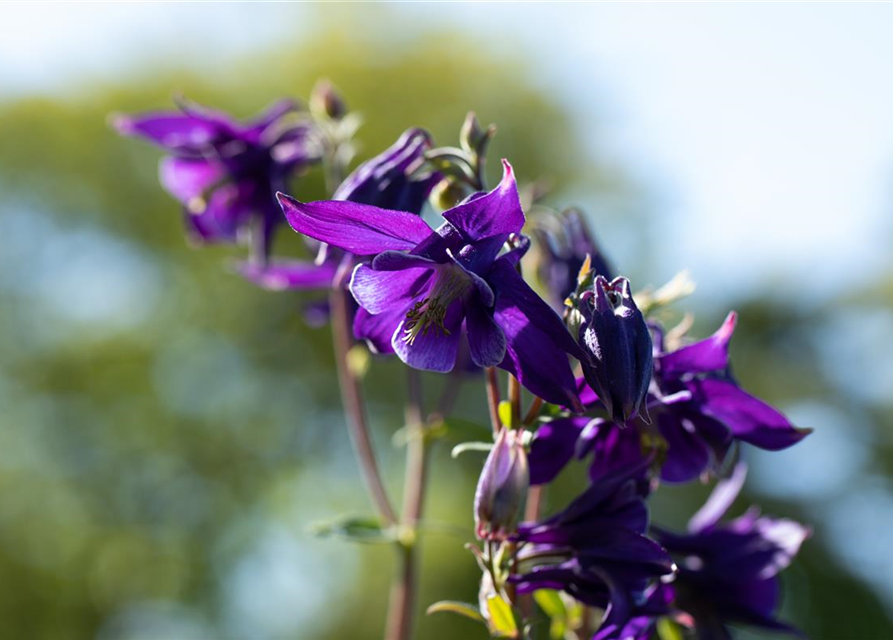 Aquilegia vulgaris