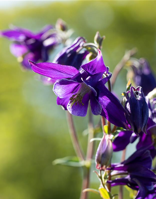 Aquilegia vulgaris