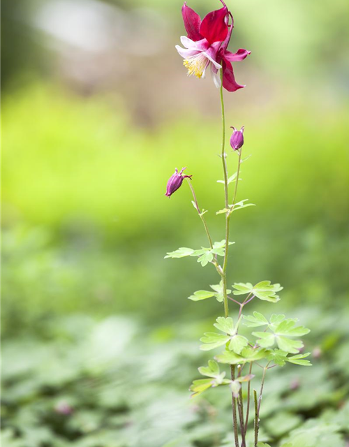 Aquilegia vulgaris