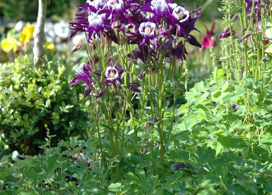 Aquilegia vulgaris