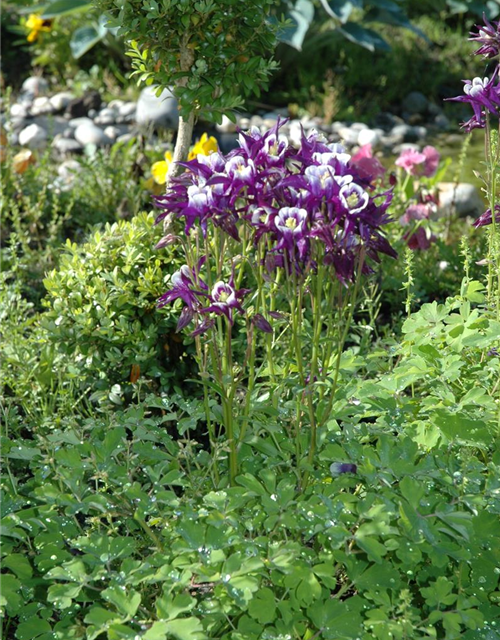 Aquilegia vulgaris