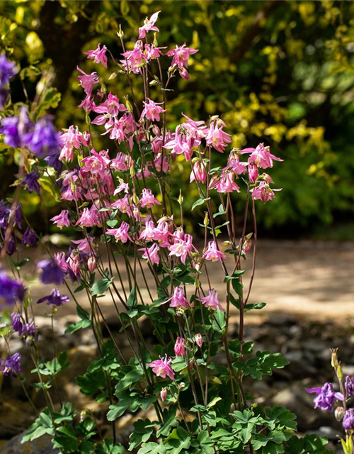 Aquilegia vulgaris