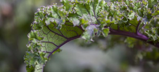 Brassica oleracea var. sabellica