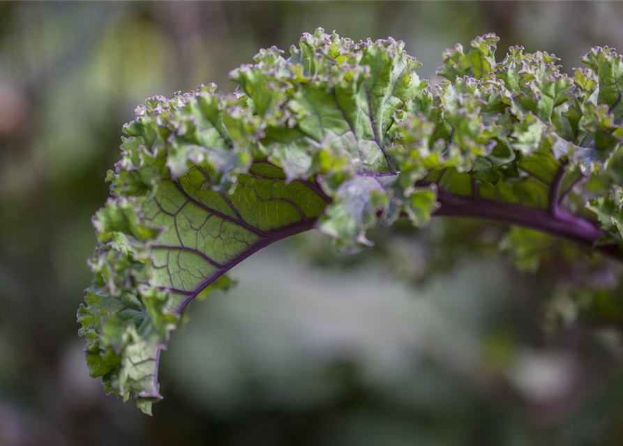 Brassica oleracea var. sabellica