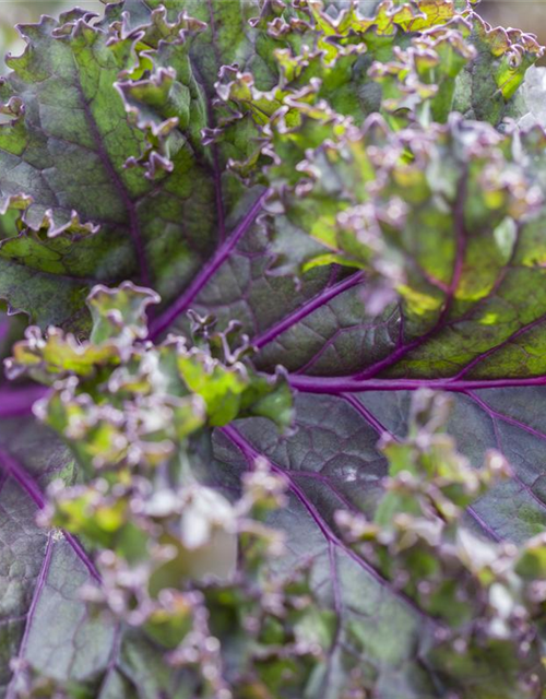 Brassica oleracea var. sabellica