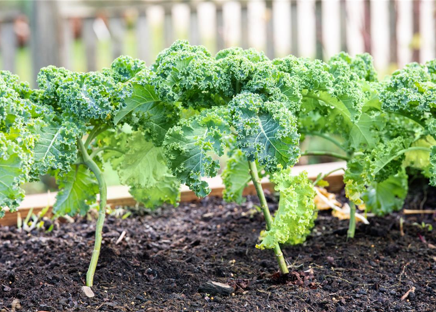 Brassica oleracea var. sabellica