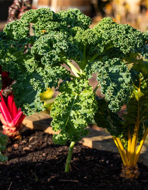 Brassica oleracea var. sabellica