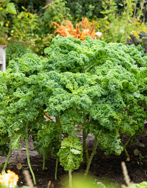 Brassica oleracea var. sabellica