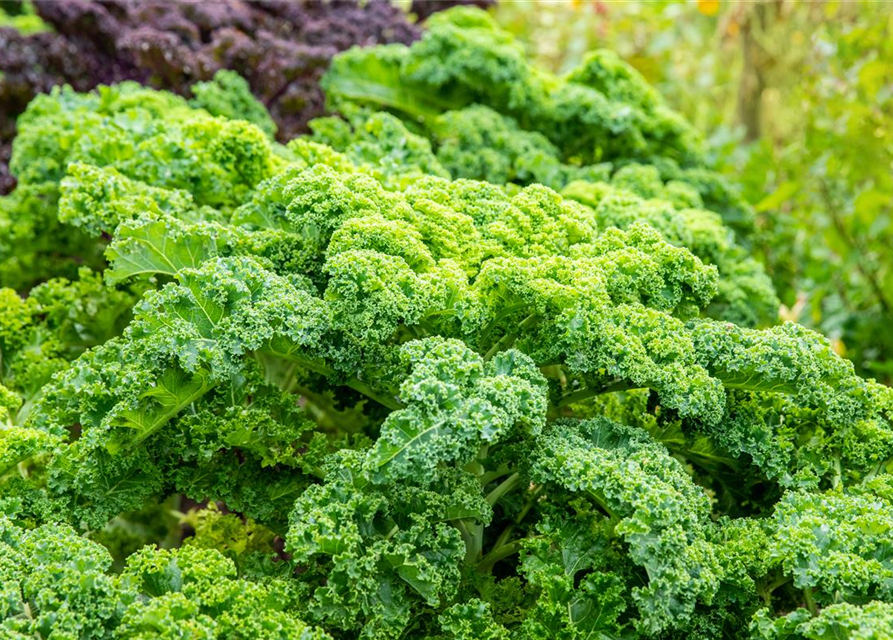 Brassica oleracea var. sabellica