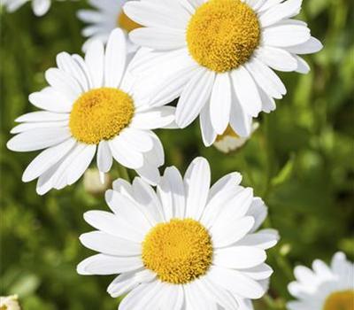 Argyranthemum frutescens