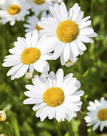 Argyranthemum frutescens