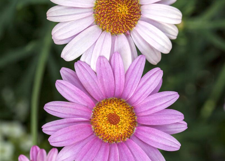 Argyranthemum frutescens