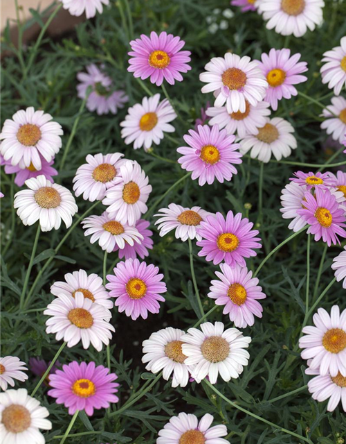 Argyranthemum frutescens