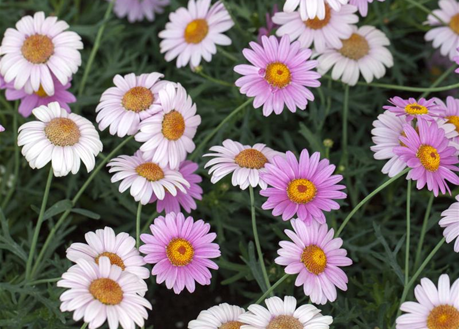 Argyranthemum frutescens