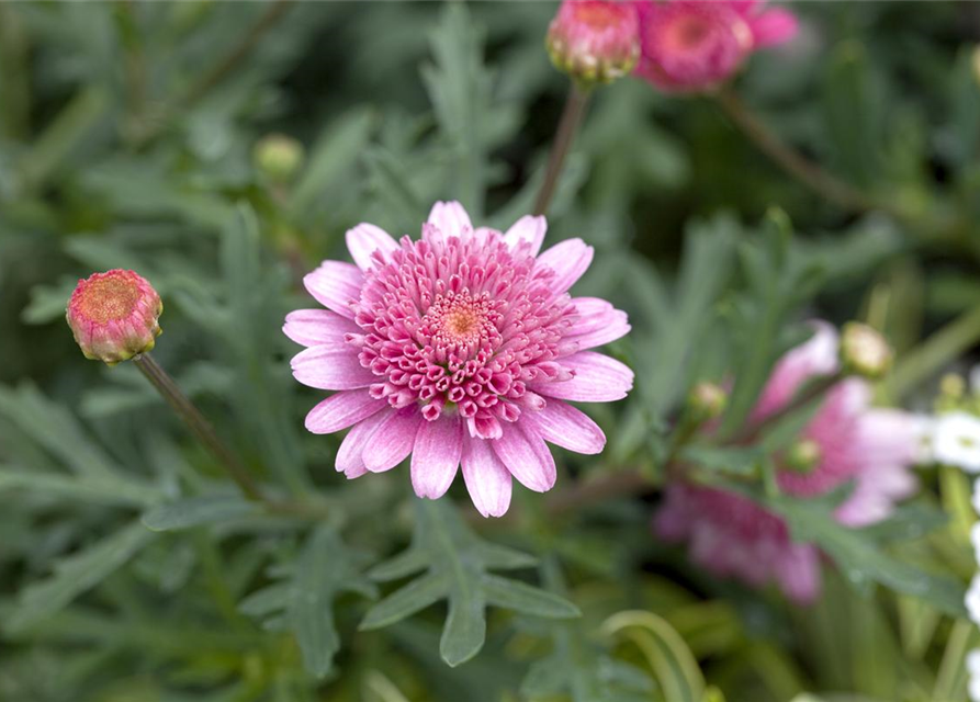 Argyranthemum frutescens