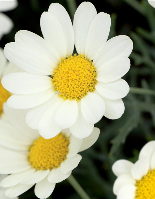 Argyranthemum frutescens