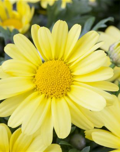 Argyranthemum frutescens, gelb