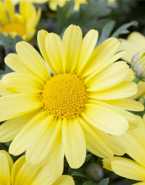 Argyranthemum frutescens, gelb