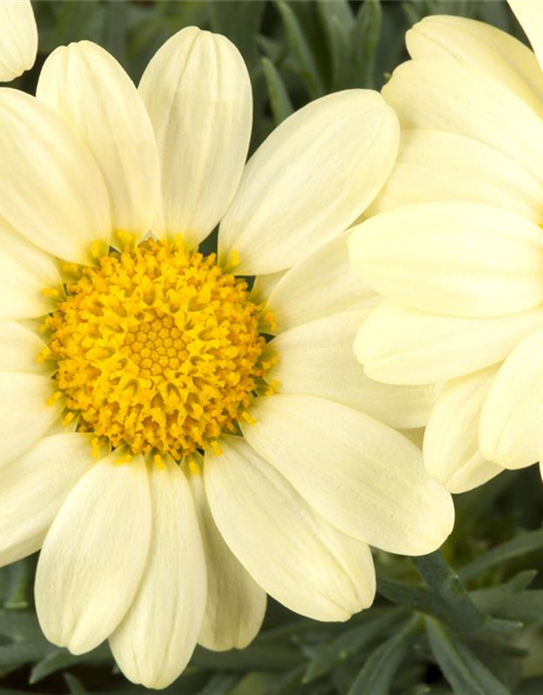 Argyranthemum frutescens, gelb