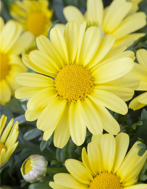 Argyranthemum frutescens, gelb