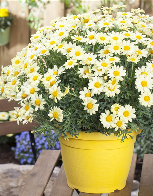 Argyranthemum frutescens, gelb