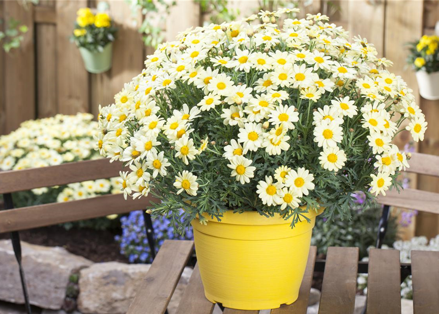 Argyranthemum frutescens, gelb