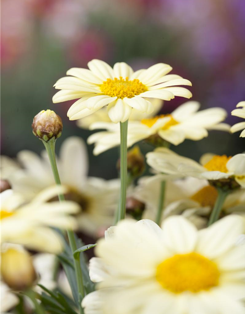 Argyranthemum frutescens, gelb