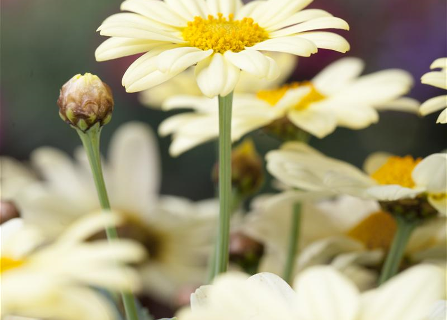 Argyranthemum frutescens, gelb