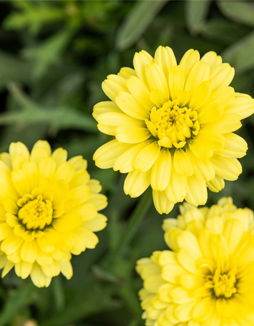 Argyranthemum frutescens, gelb