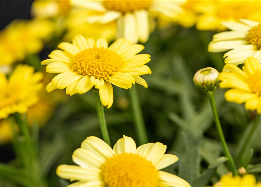 Argyranthemum frutescens, gelb