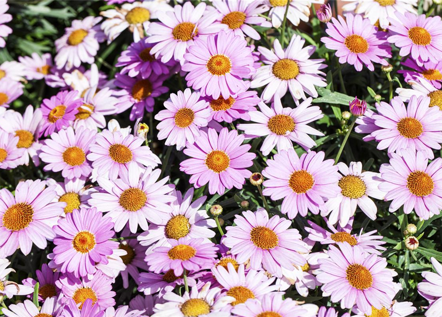 Argyranthemum frutescens, rosa