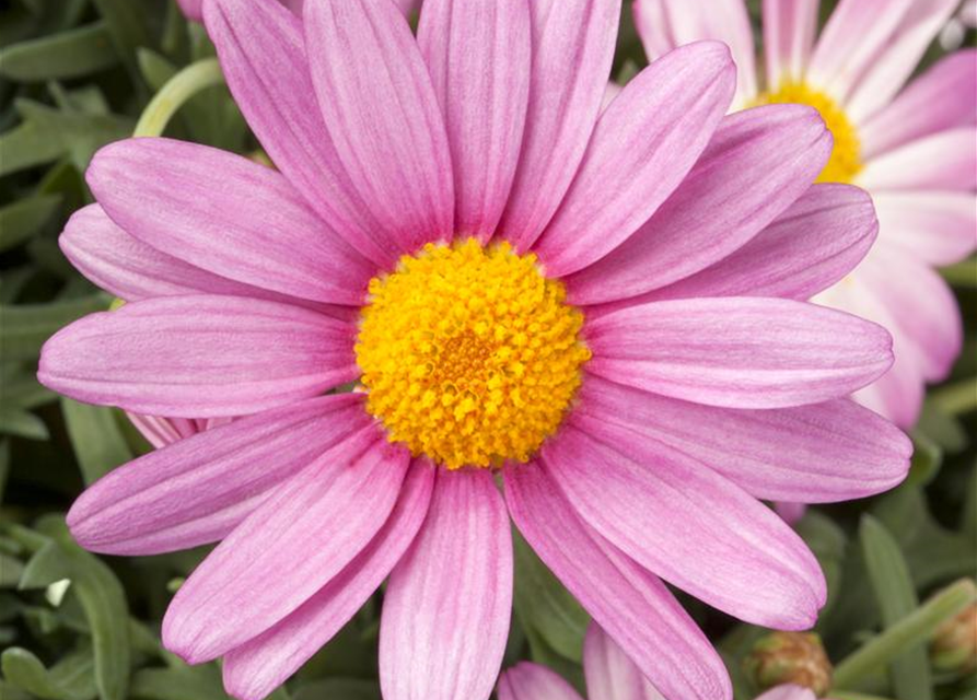 Argyranthemum frutescens, rosa