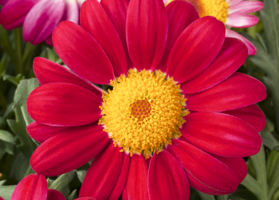 Argyranthemum frutescens, rosa