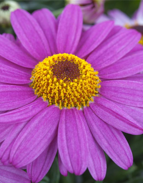 Argyranthemum frutescens, rosa