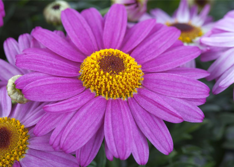 Argyranthemum frutescens, rosa