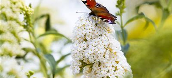 Buddleja davidii