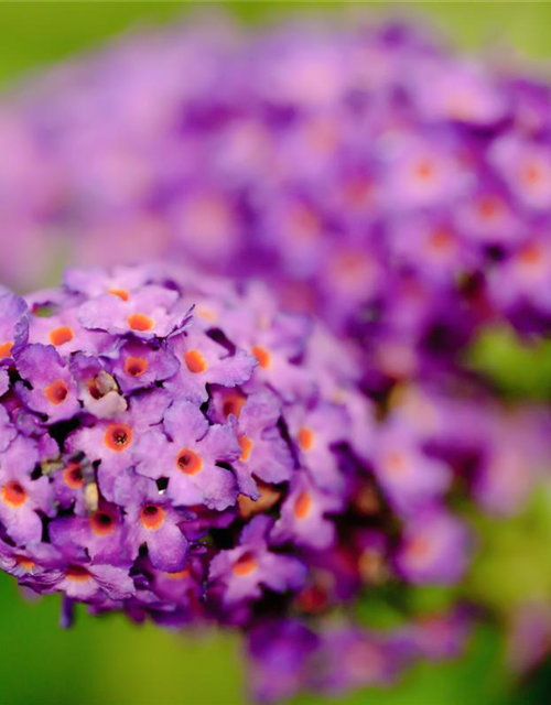 Buddleja davidii