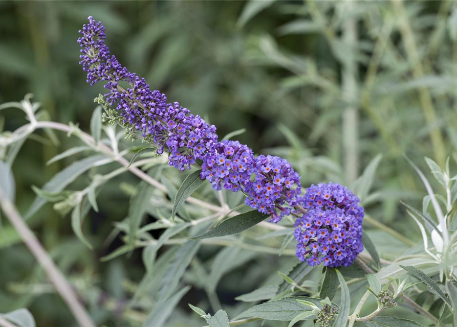 Buddleja davidii