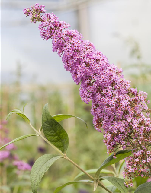 Buddleja davidii