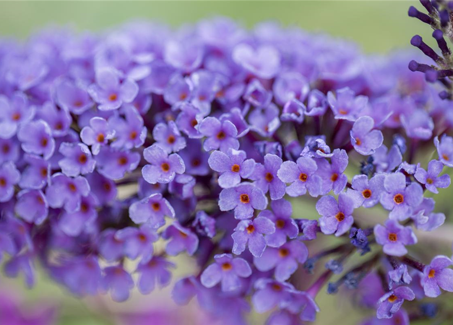 Buddleja davidii