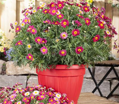 Argyranthemum frutescens, rot