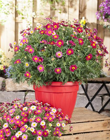 Argyranthemum frutescens, rot