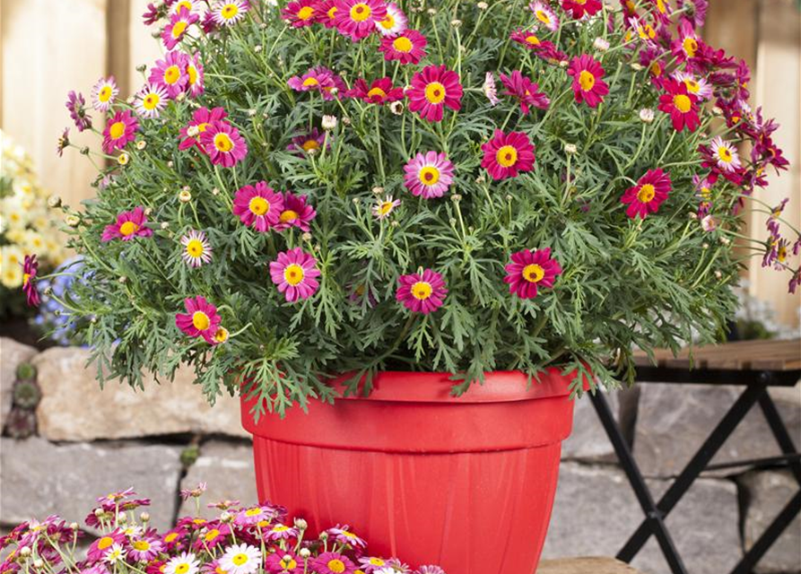 Argyranthemum frutescens, rot