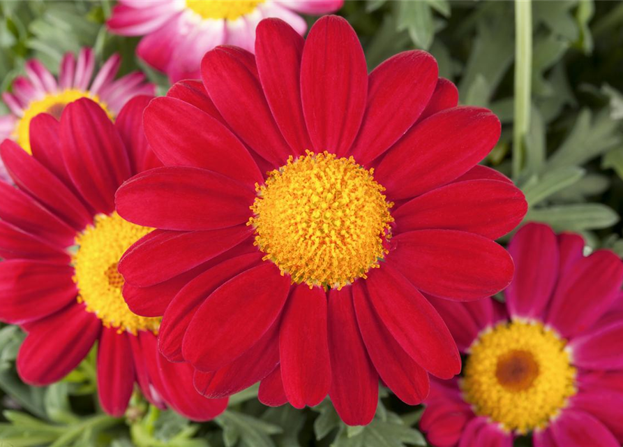 Argyranthemum frutescens, rot