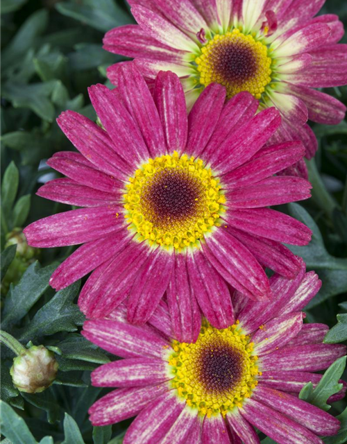 Argyranthemum frutescens, rot