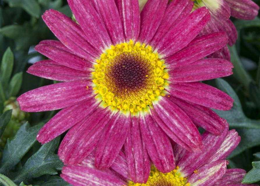 Argyranthemum frutescens, rot