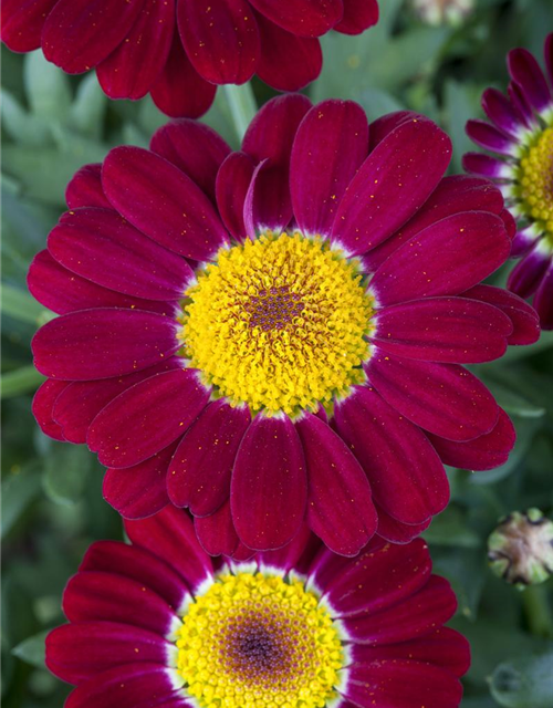 Argyranthemum frutescens, rot