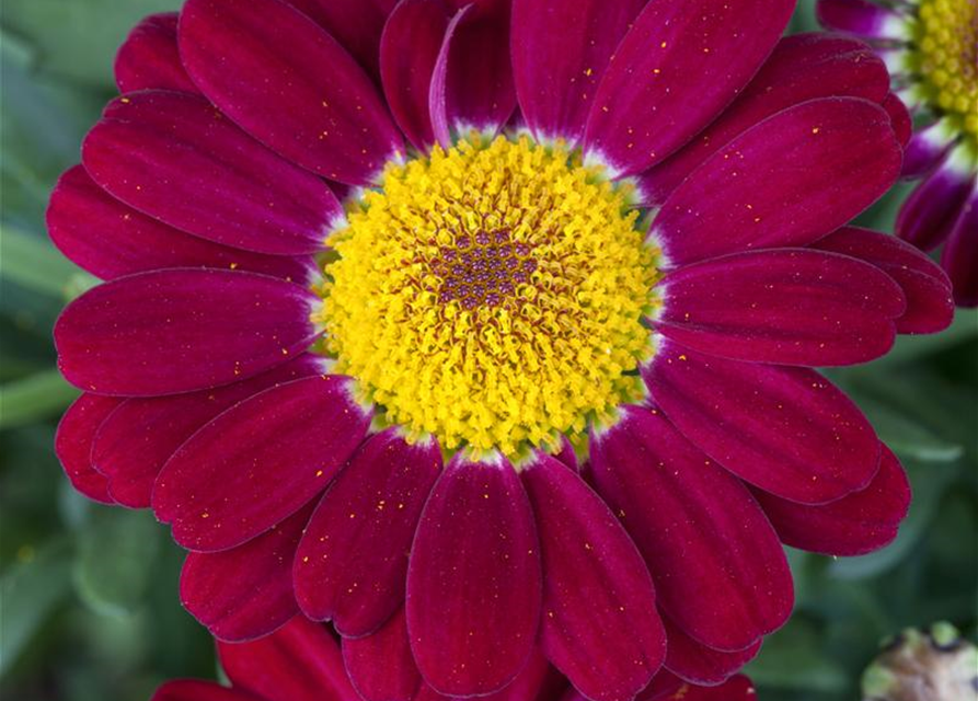 Argyranthemum frutescens, rot