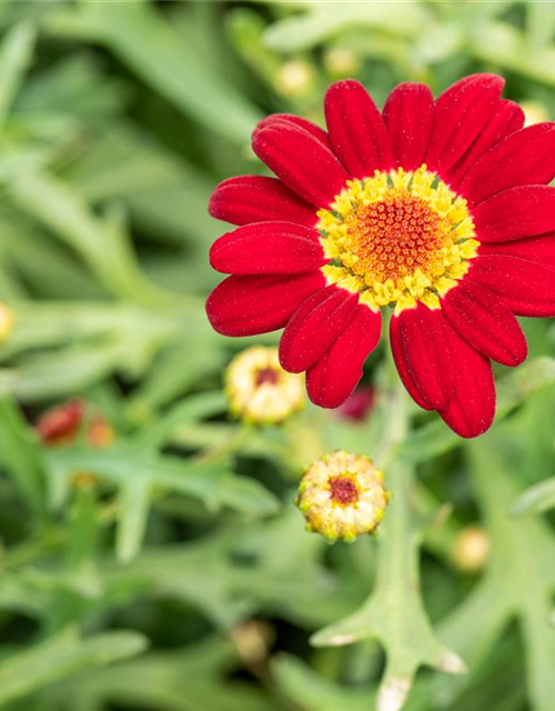 Argyranthemum frutescens, rot